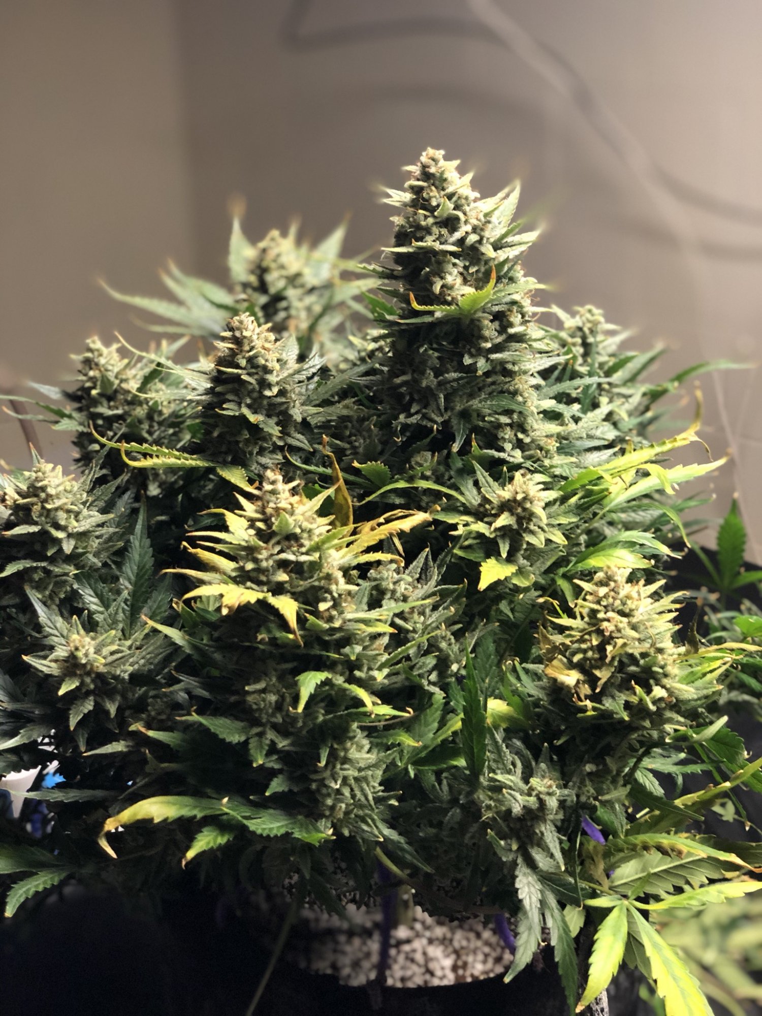 Newb on 3rd grow 3