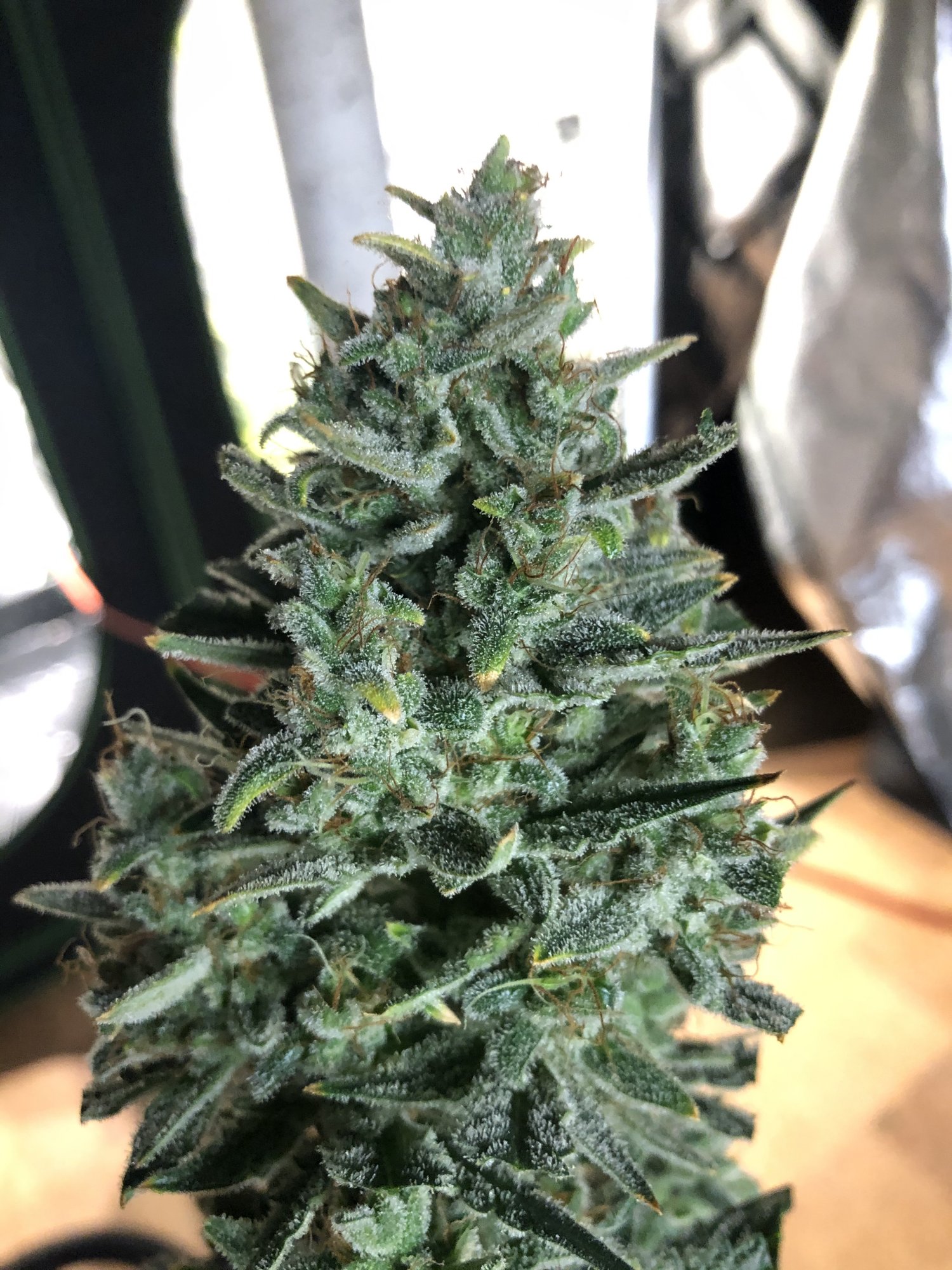 Newb on 3rd grow 4