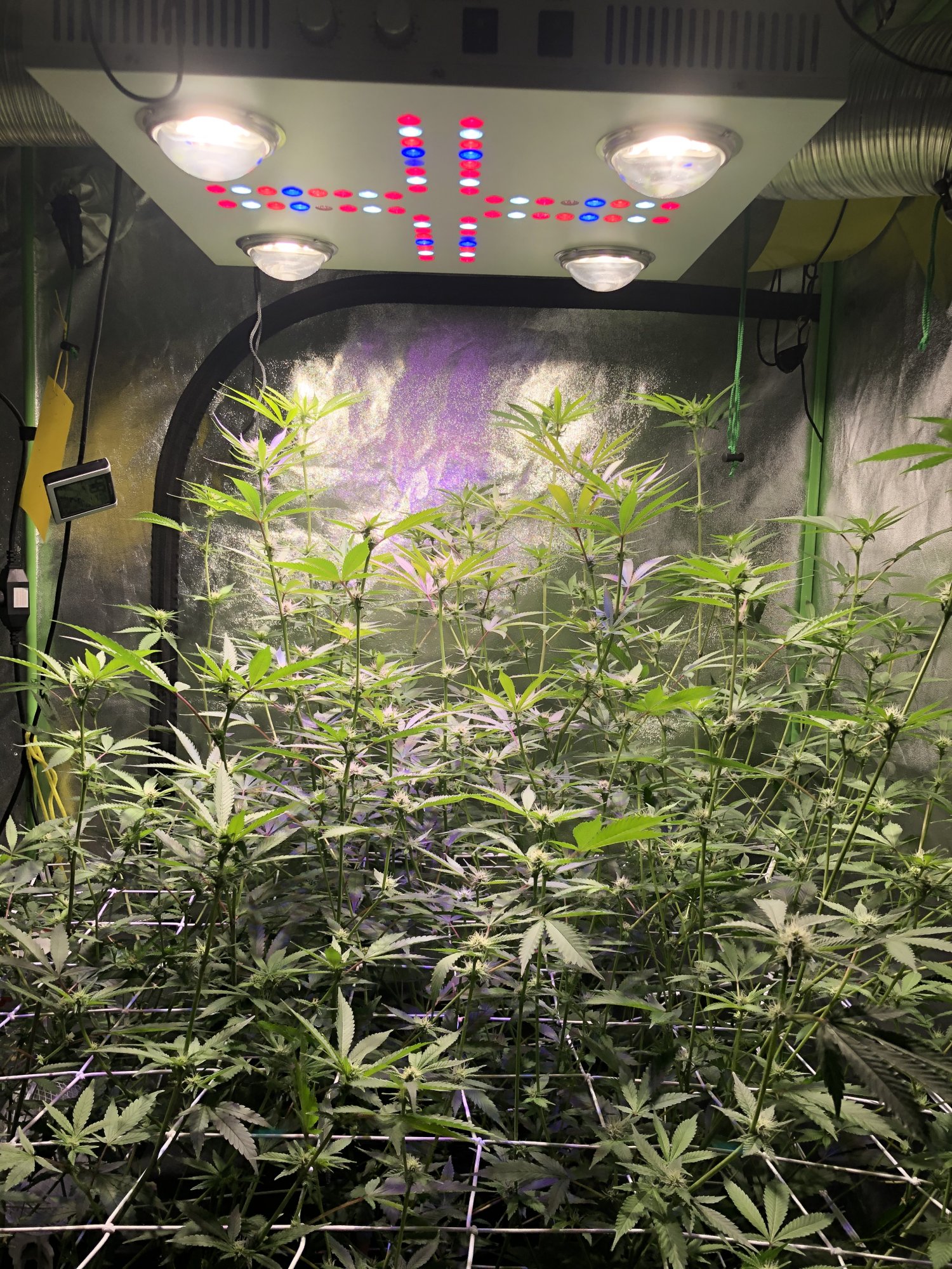 Newb on 3rd grow 7