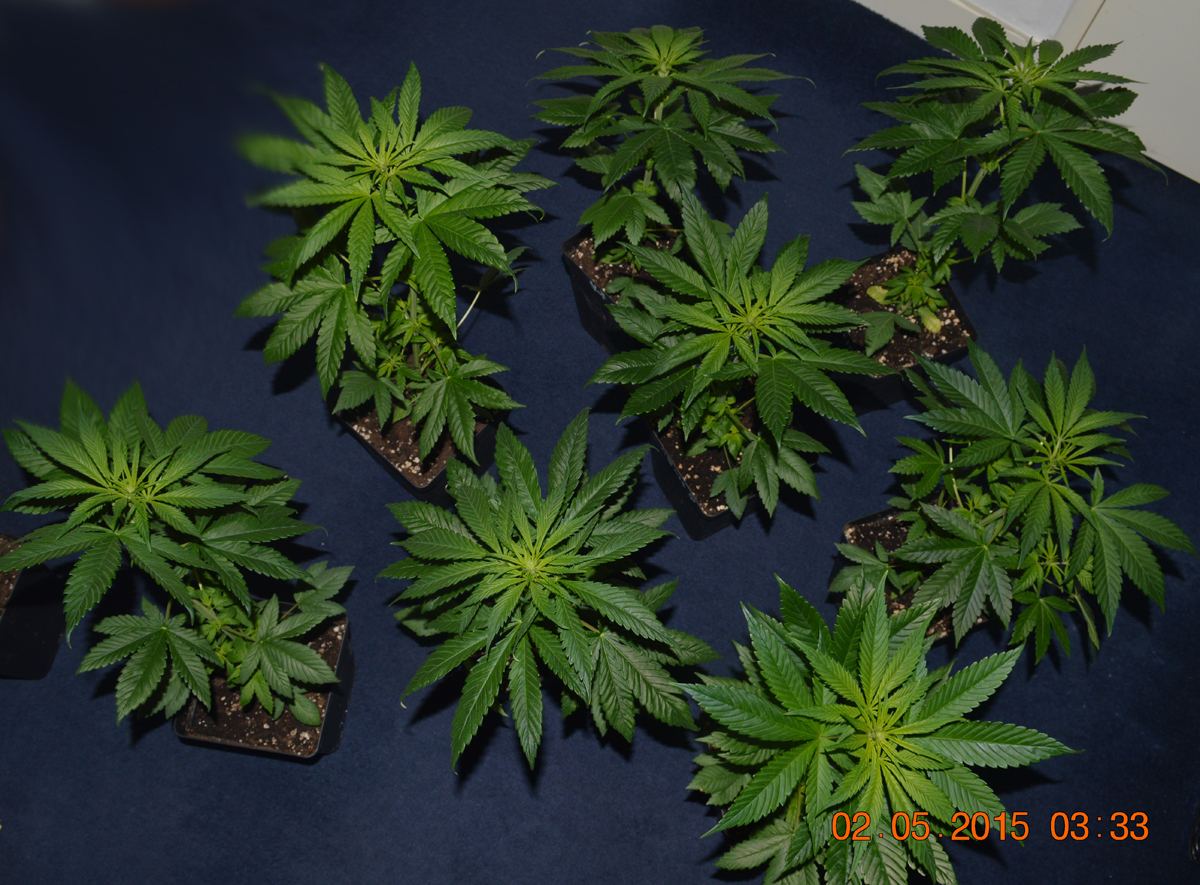 Newbatchflower