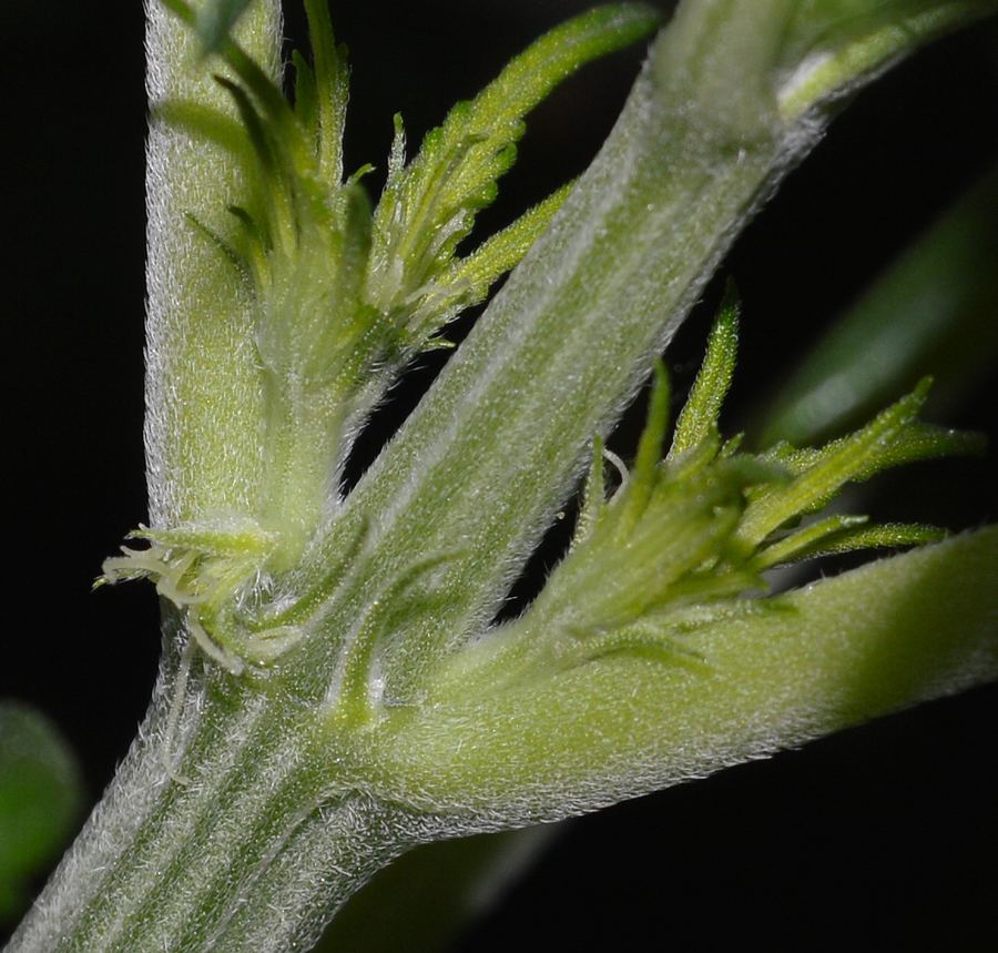 Newbatchflower closeup