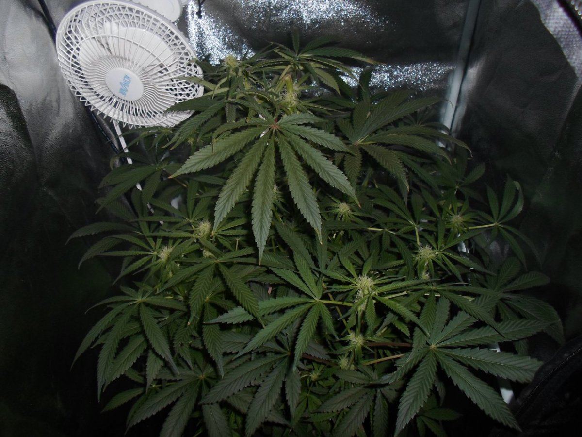Newbie 2nd grow ever trying out new hybrid led please comment 3