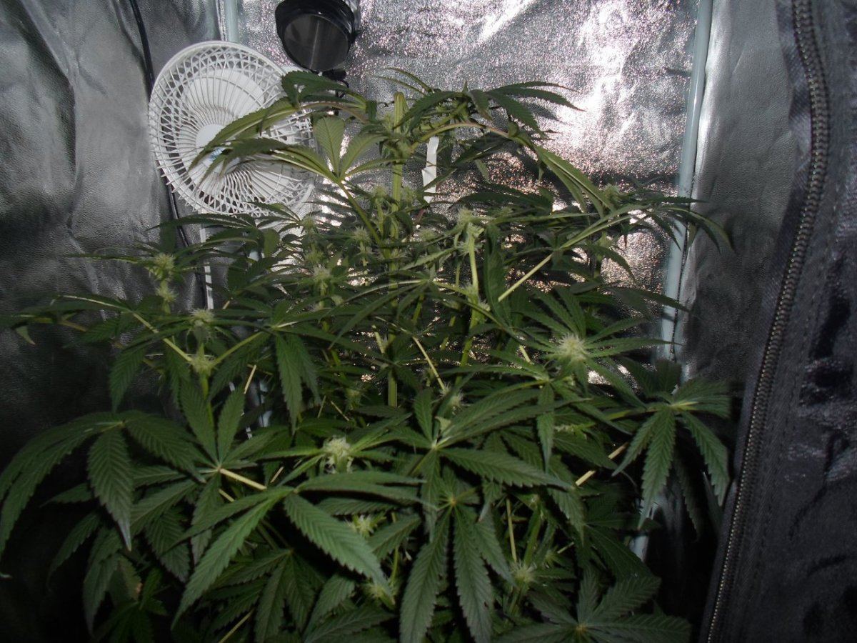 Newbie 2nd grow ever trying out new hybrid led please comment 5