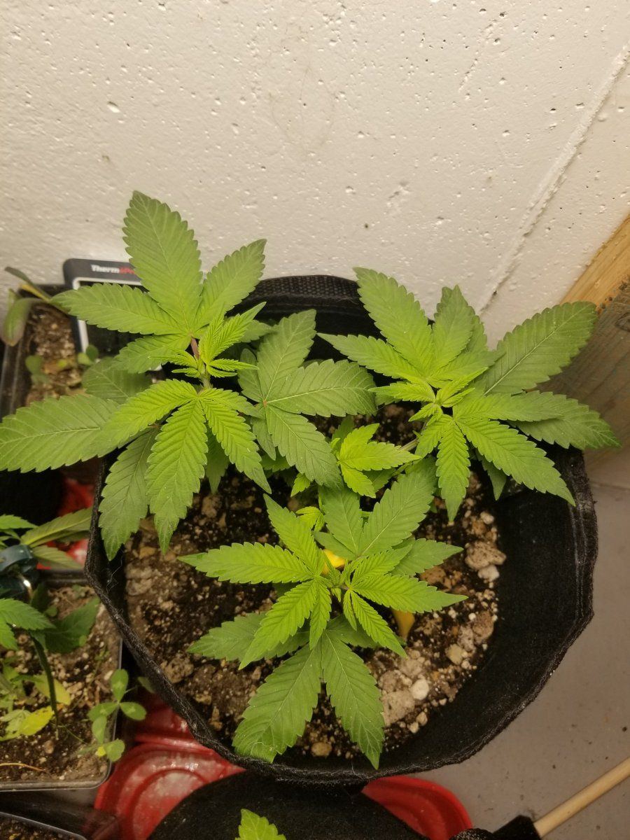 Newbie 3