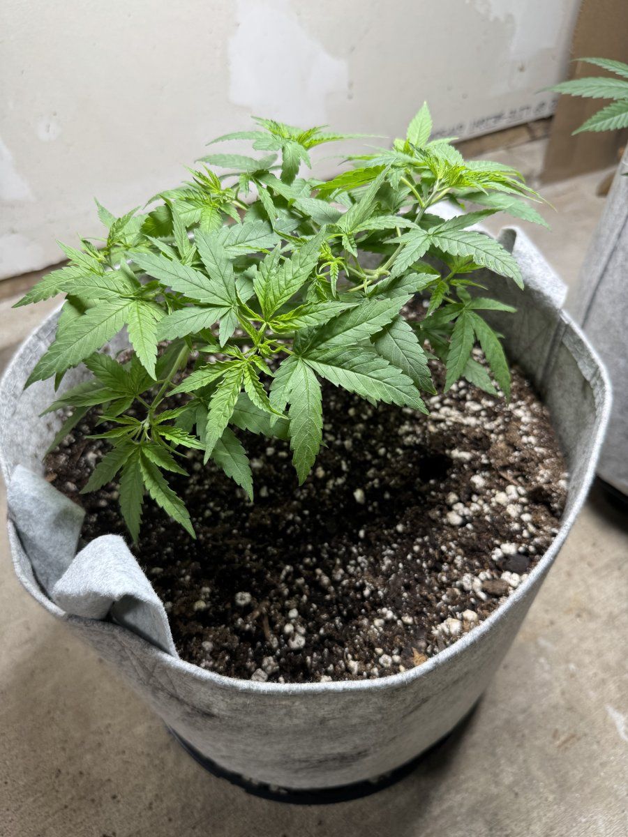 Newbie experiments 1st grow with pics 3