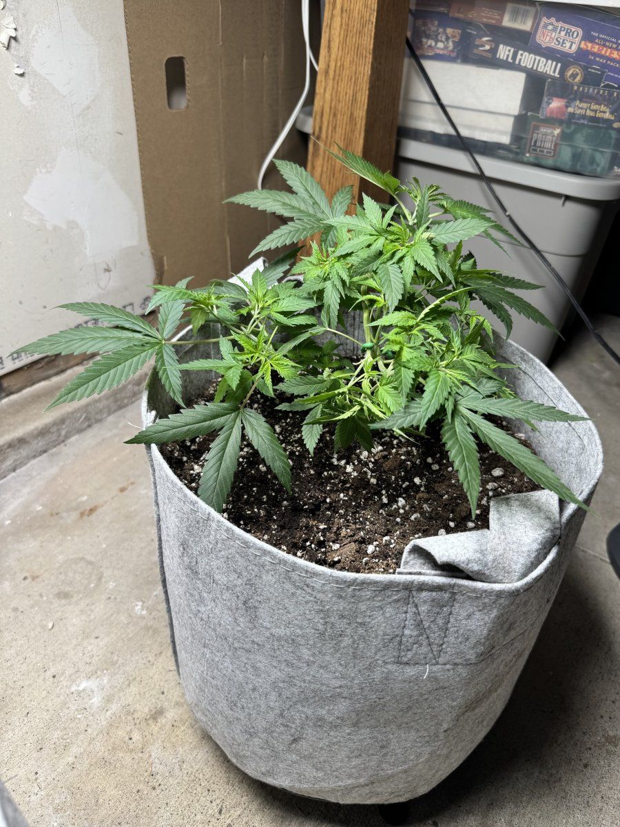 Newbie experiments 1st grow with pics 4