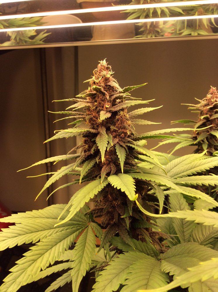 Newbie first grow t5 3