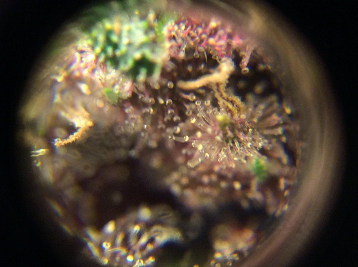 Newbie first grow t5 4