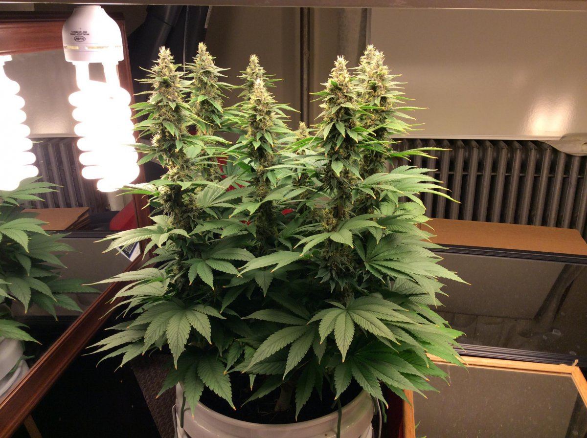 Newbie first grow t5 5