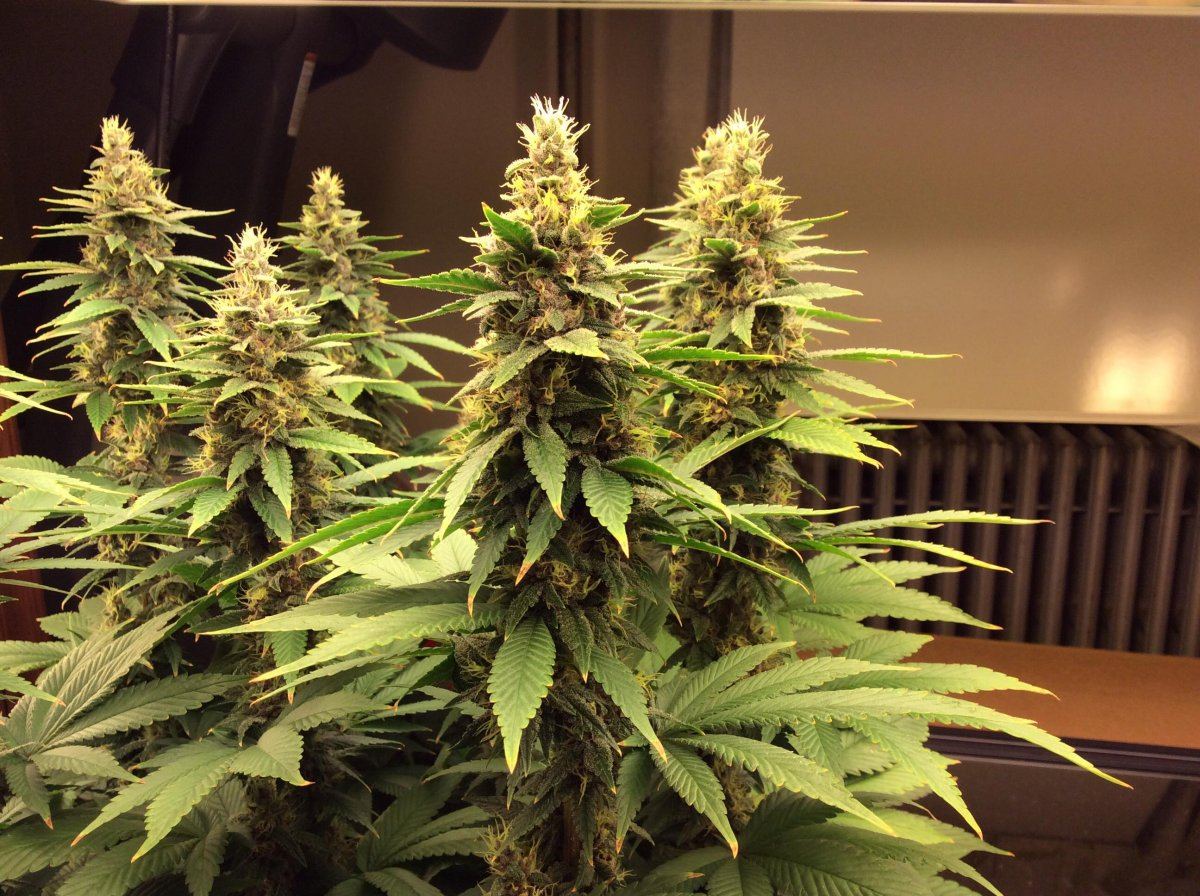 Newbie first grow t5 6