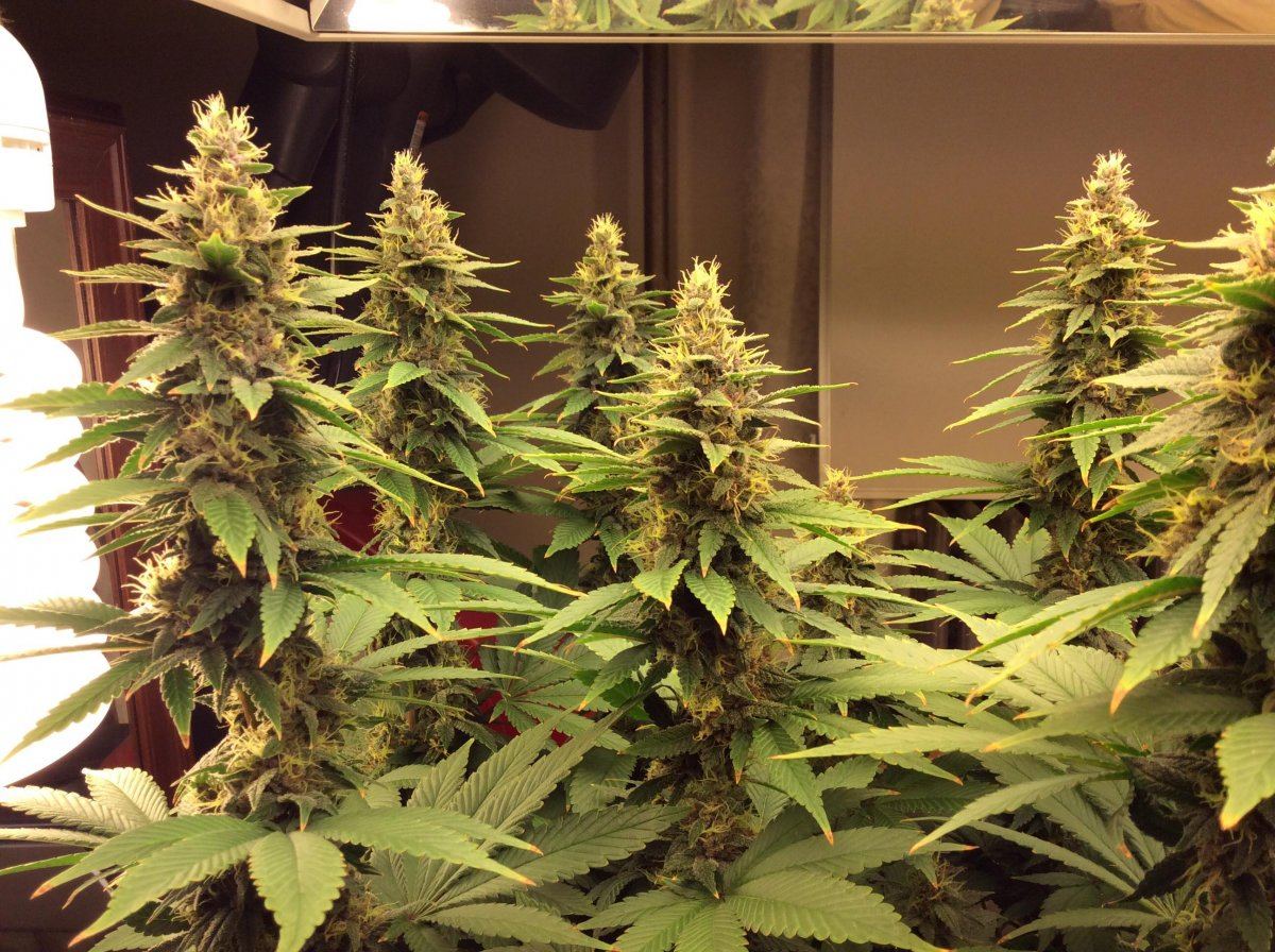 Newbie first grow t5 7