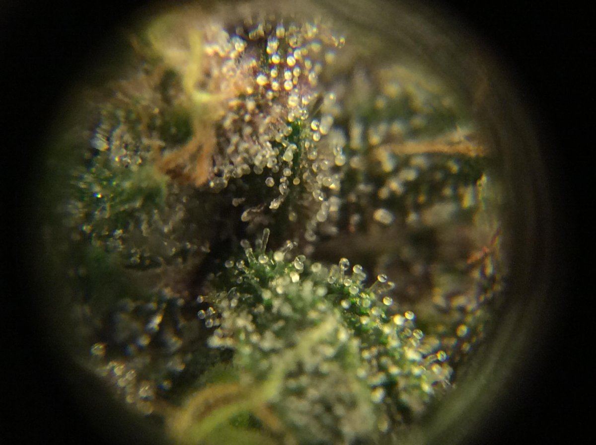 Newbie first grow t5 8