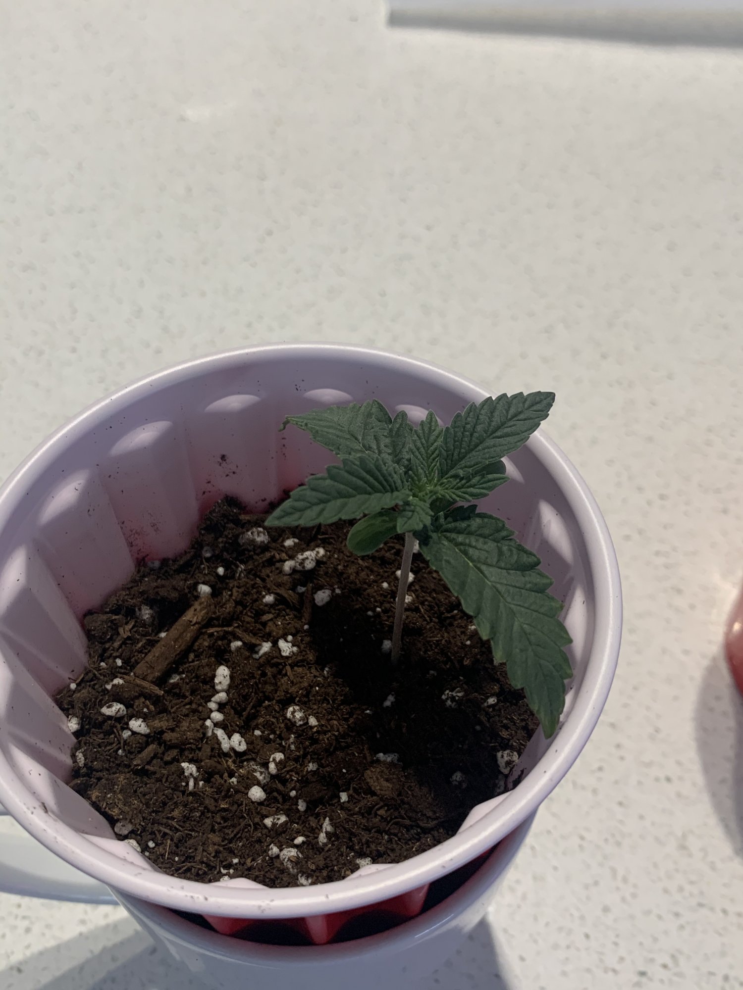 Newbie first timer trying to grow do the plants look alright
