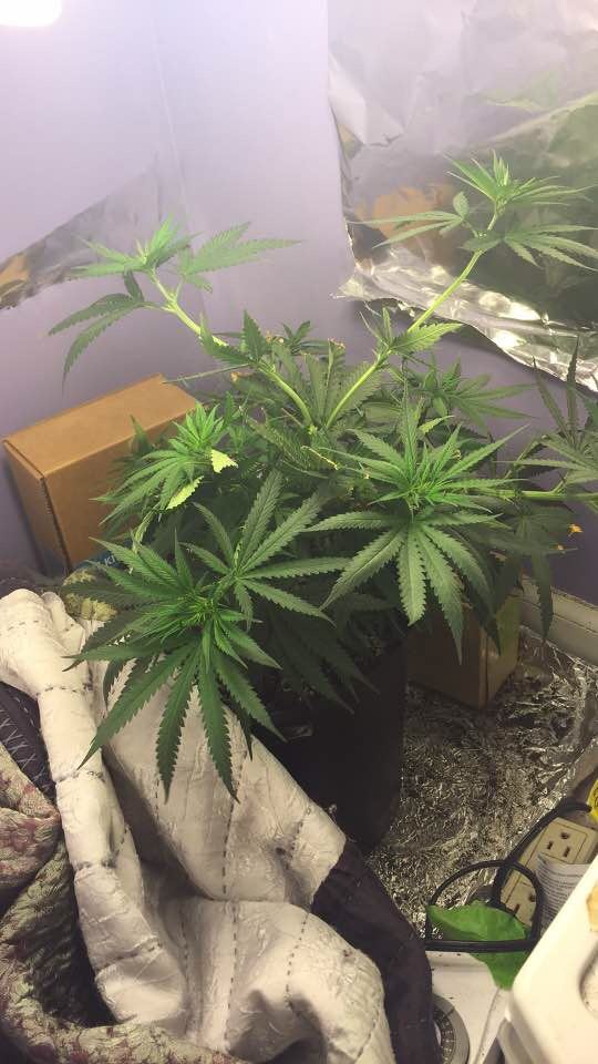 Newbie grow journal