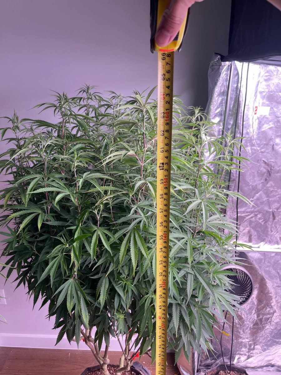 Newbie grower ive been growing for a year now 2