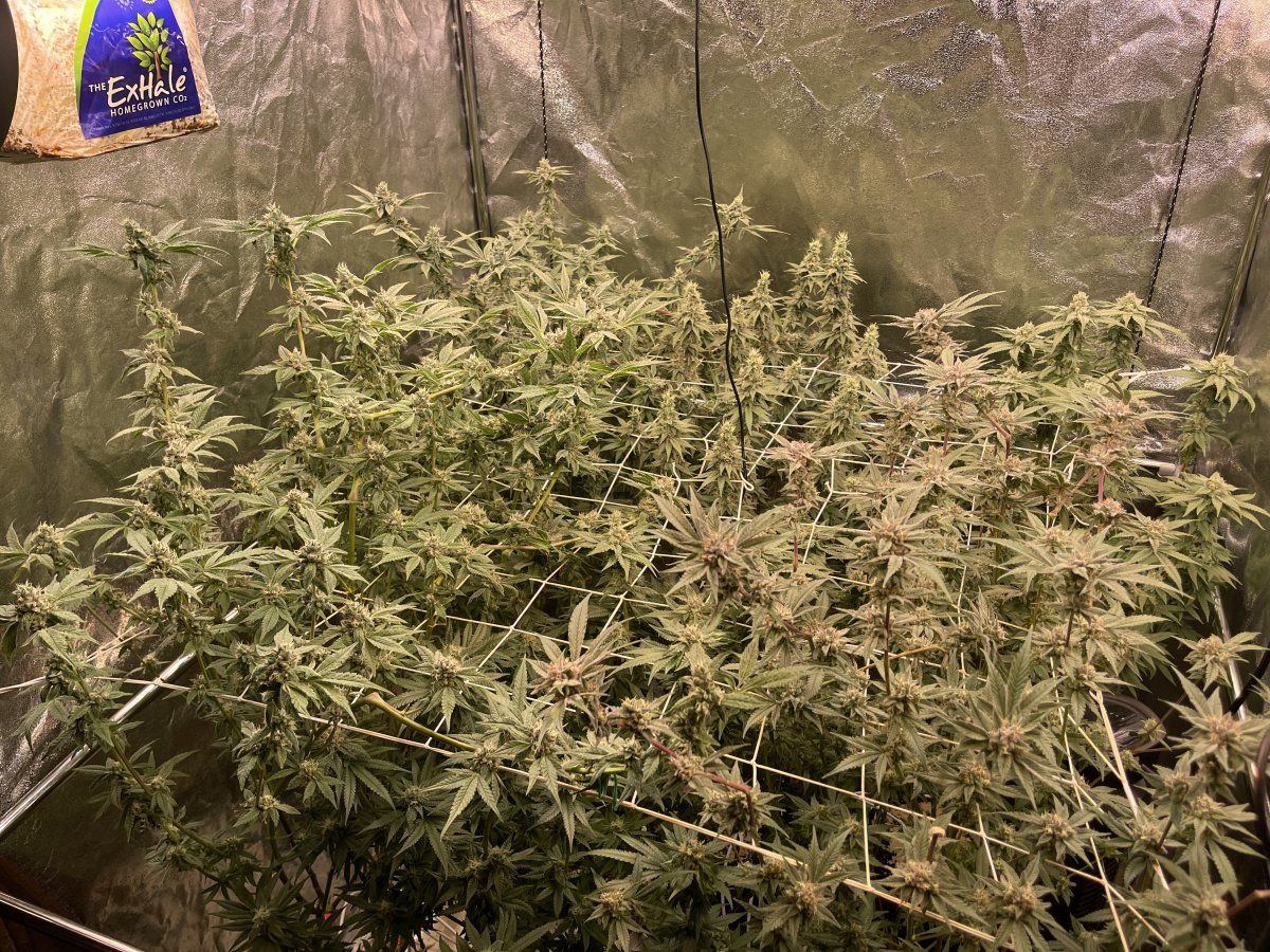 Newbie grower ive been growing for a year now 6
