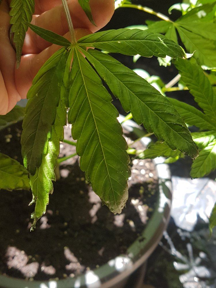 Newbie grower needs help and advice please 4