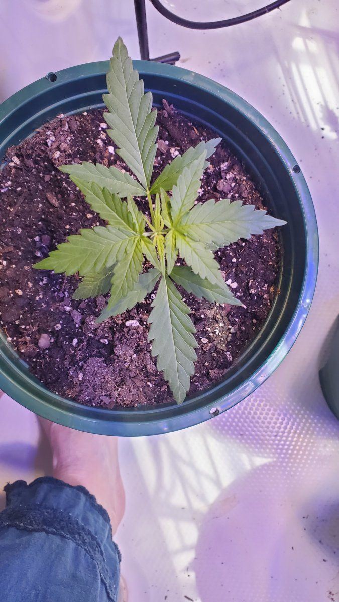 Newbie growing jack herer fem auto sure is taking a long time or where did i go wrong 3
