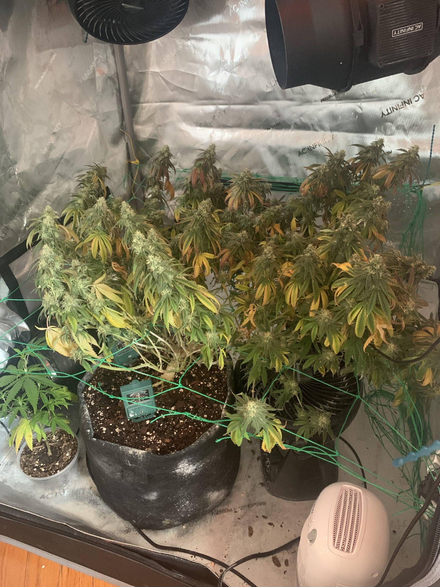 Newbie help leaves turning yellow and purple looking for advice 2