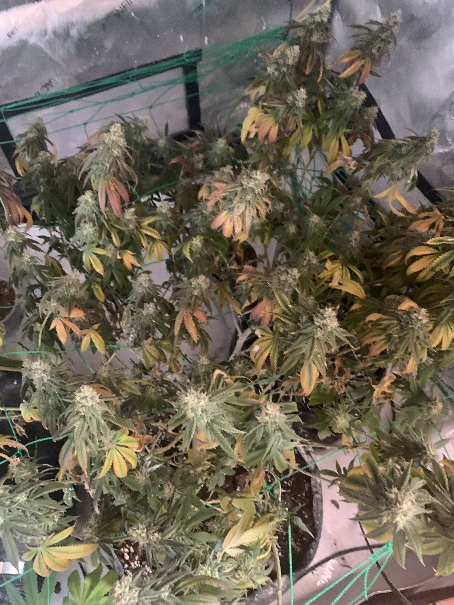 Newbie help leaves turning yellow and purple looking for advice 4