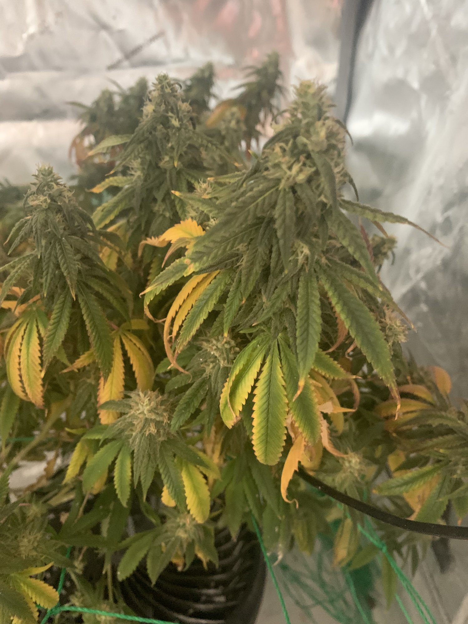 Newbie help leaves turning yellow and purple looking for advice