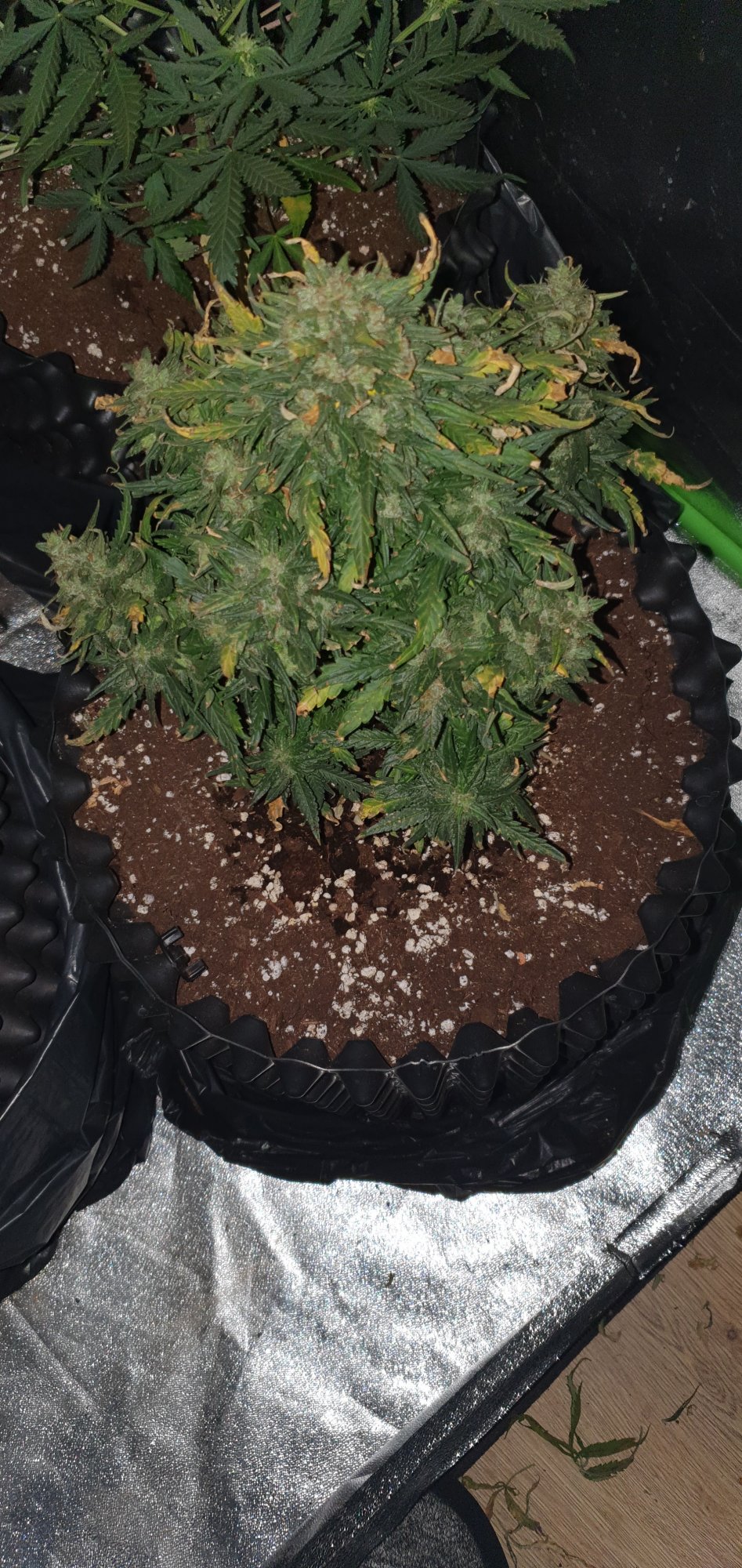 Newbie here after some advice 3