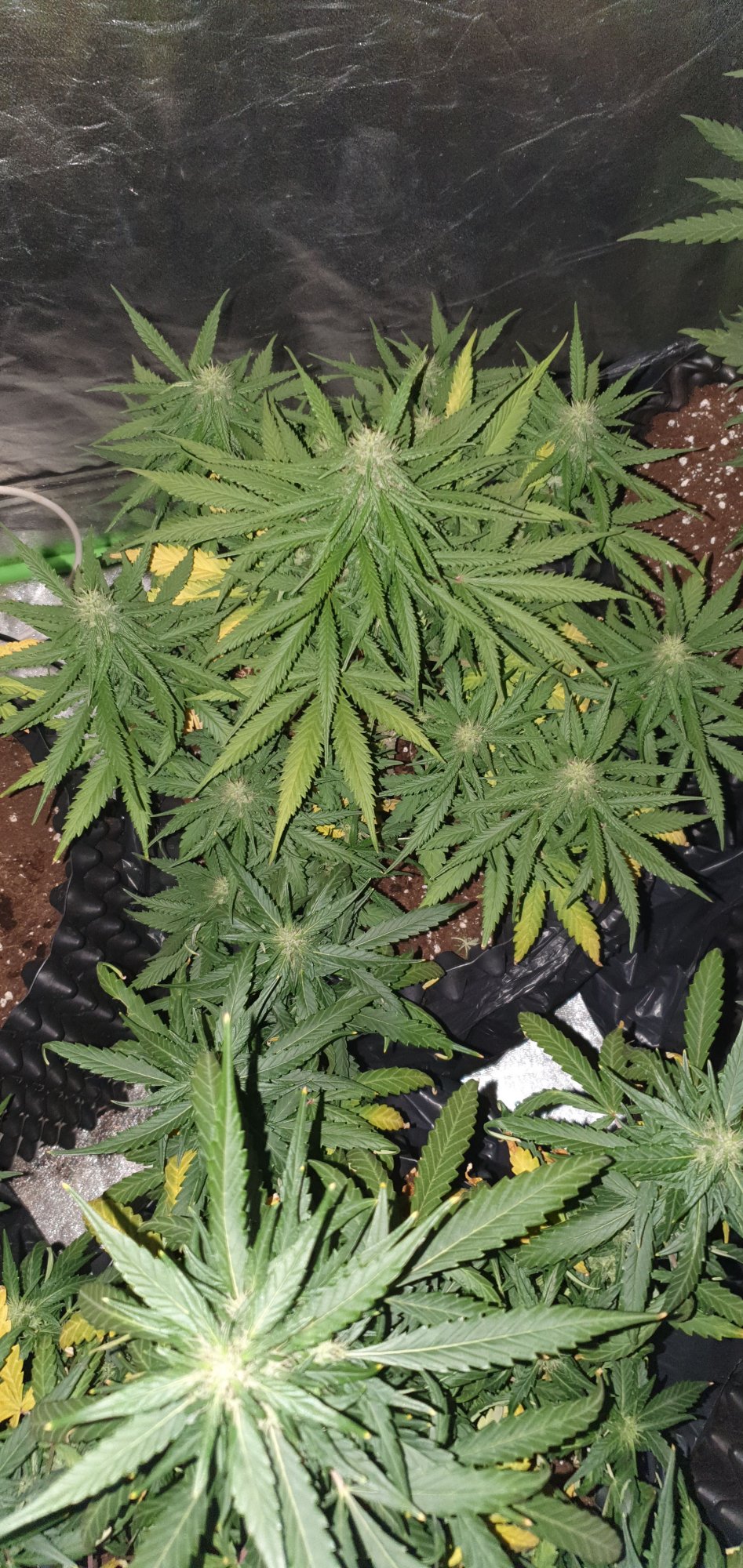 Newbie here after some advice 4