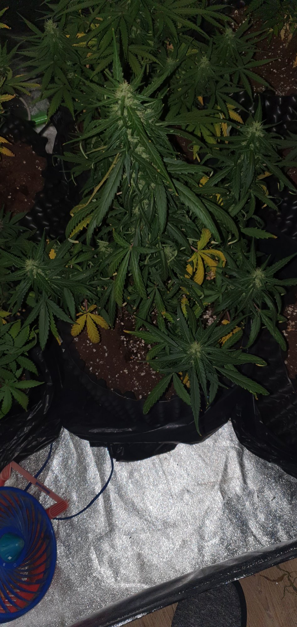 Newbie here after some advice 5