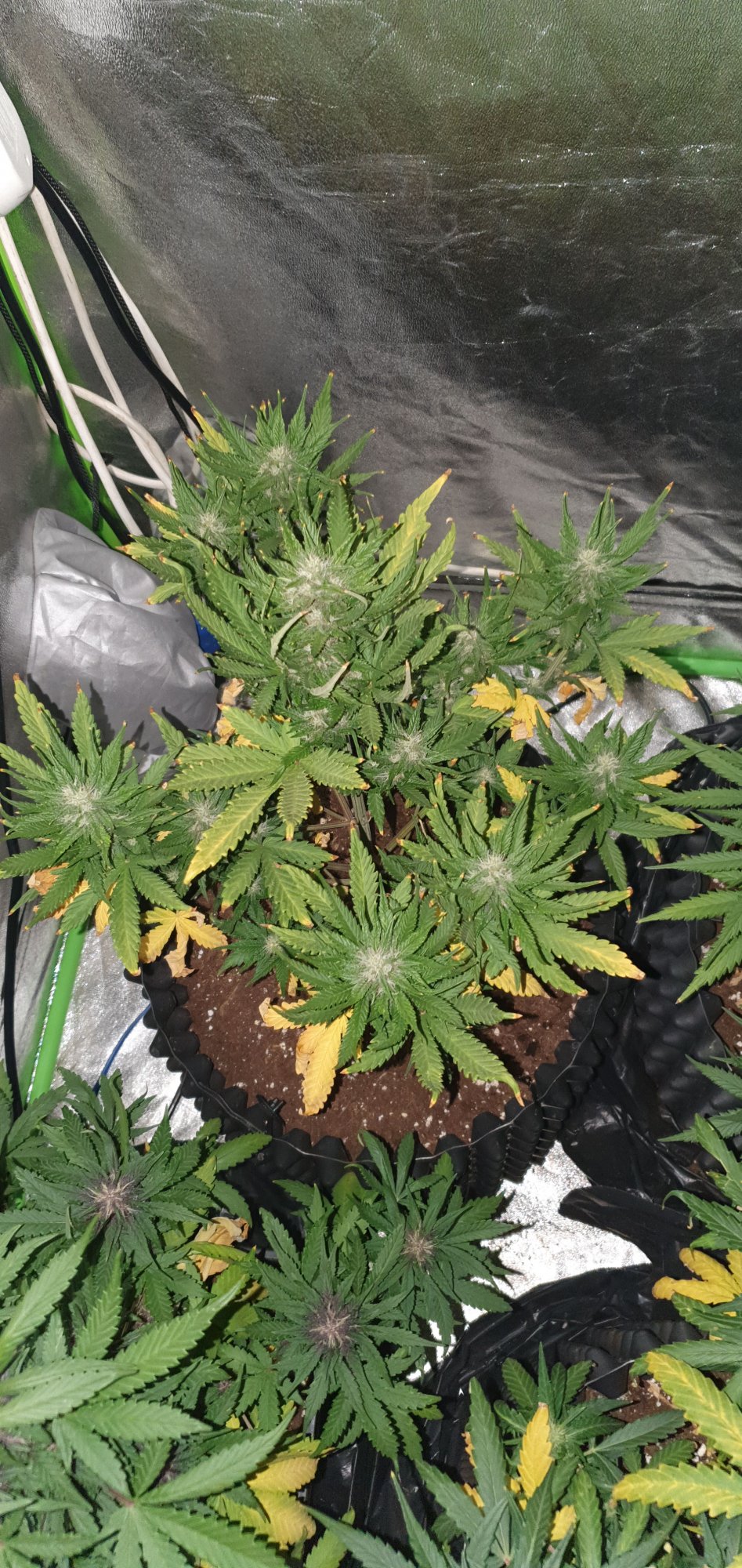 Newbie here after some advice 6