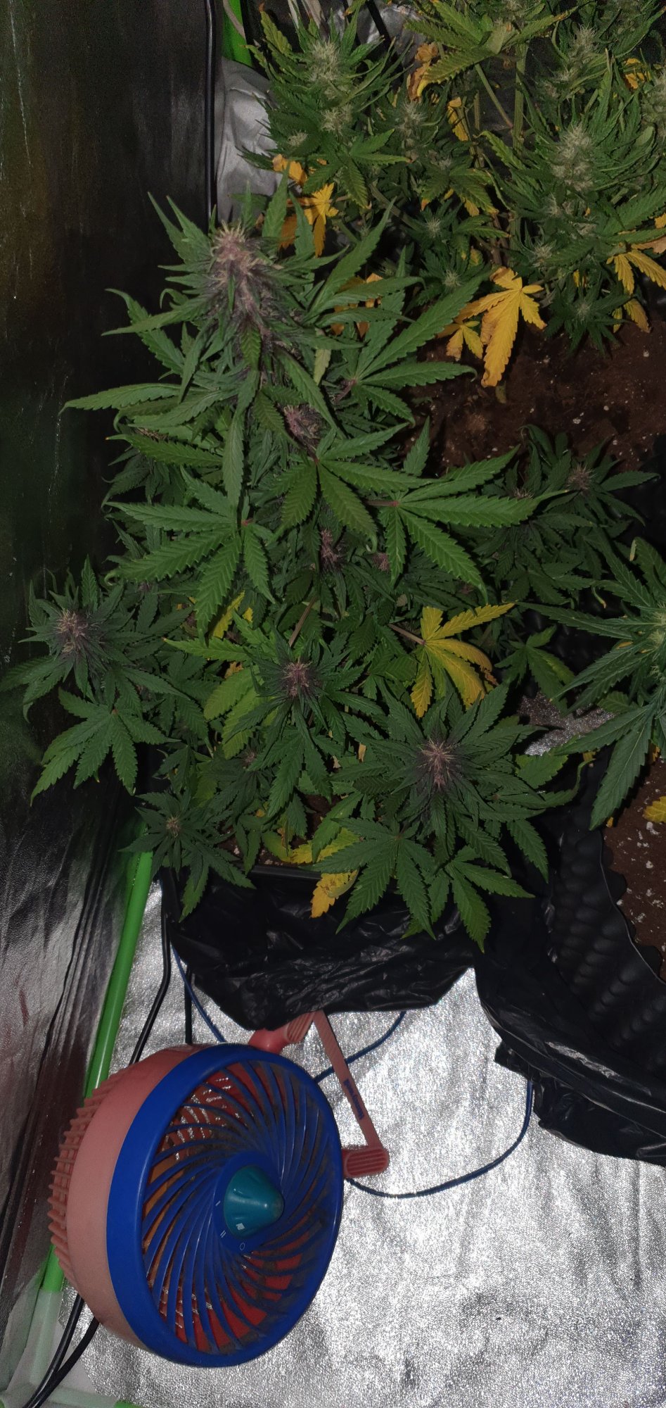 Newbie here after some advice 8