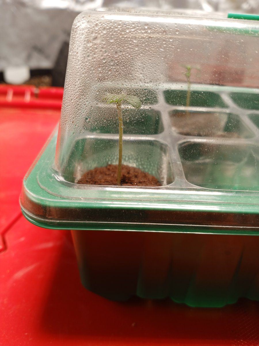 Newbie here curious if this seedling looks alright 2