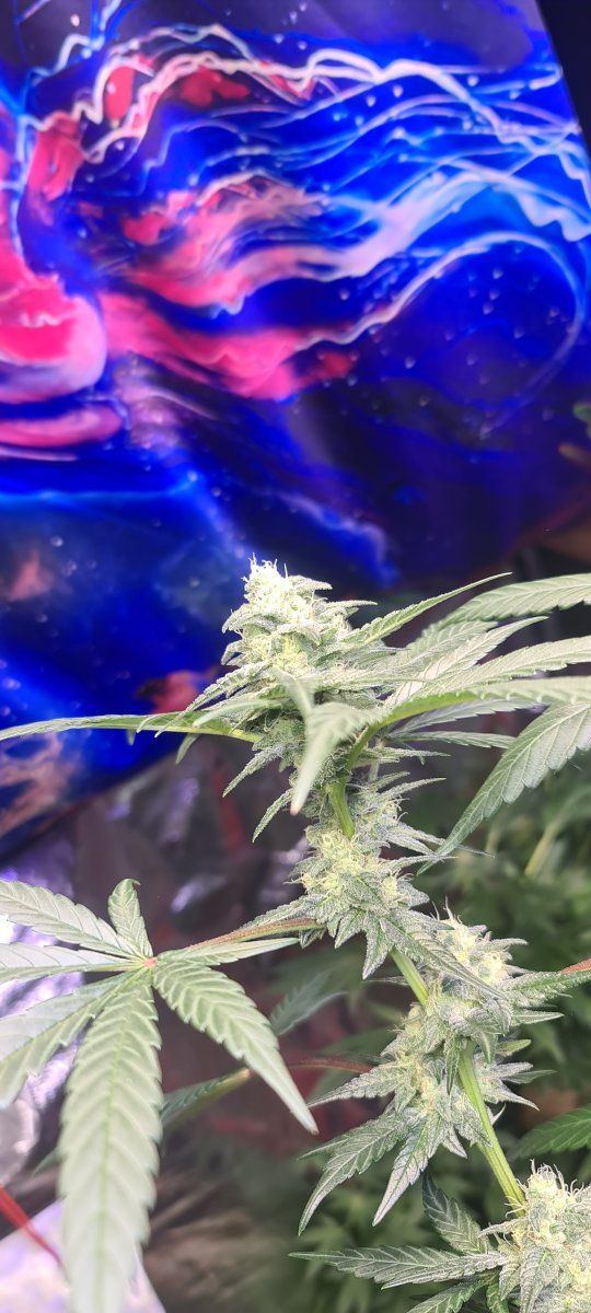 Newbie here how are these looking week 3 flower 2