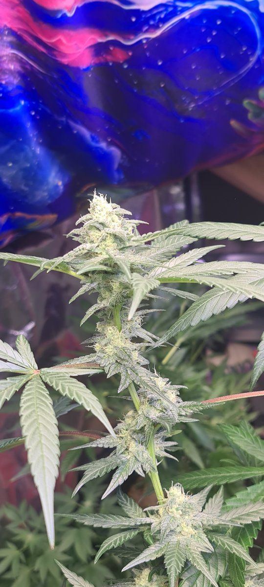 Newbie here how are these looking week 3 flower