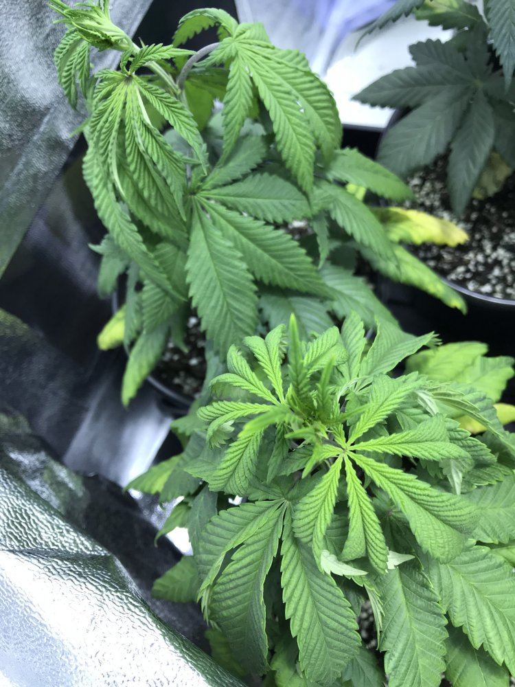 Newbie here   i switched lights and am noticing issues 2