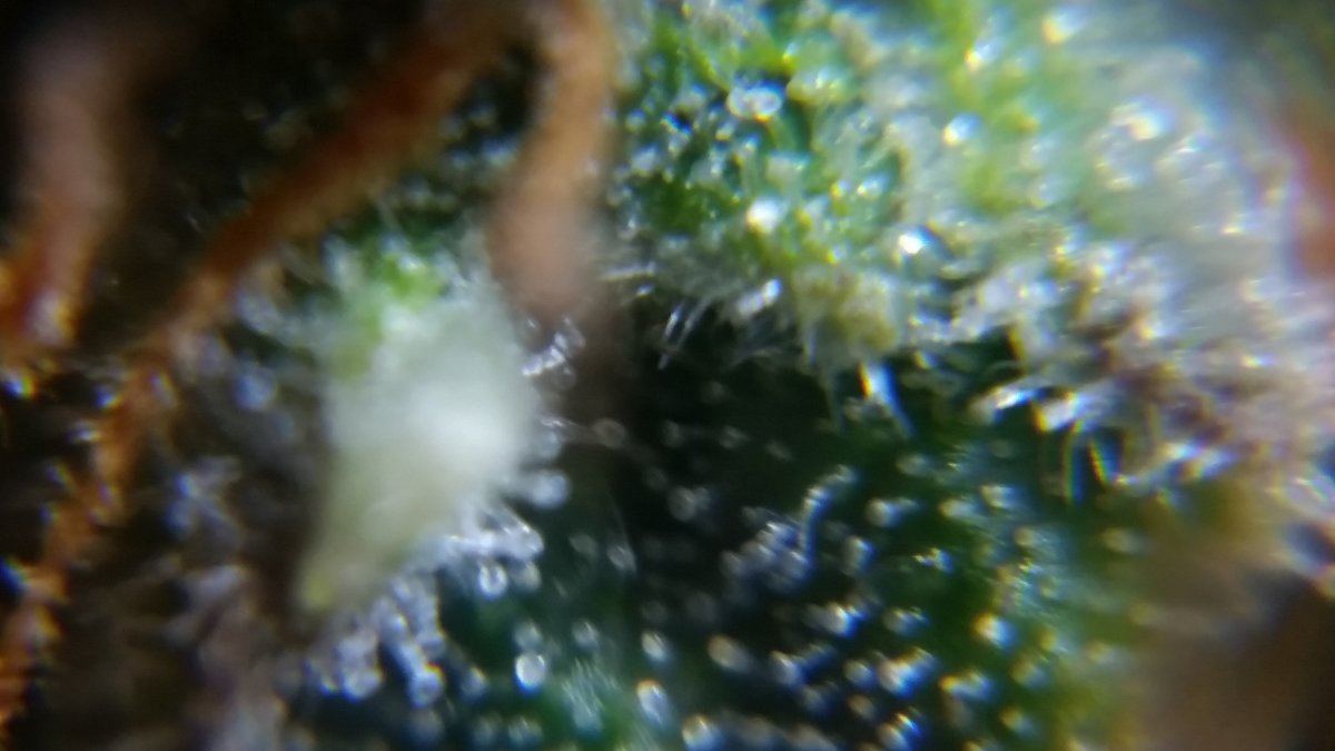 Newbie here with a question about trichomes 10