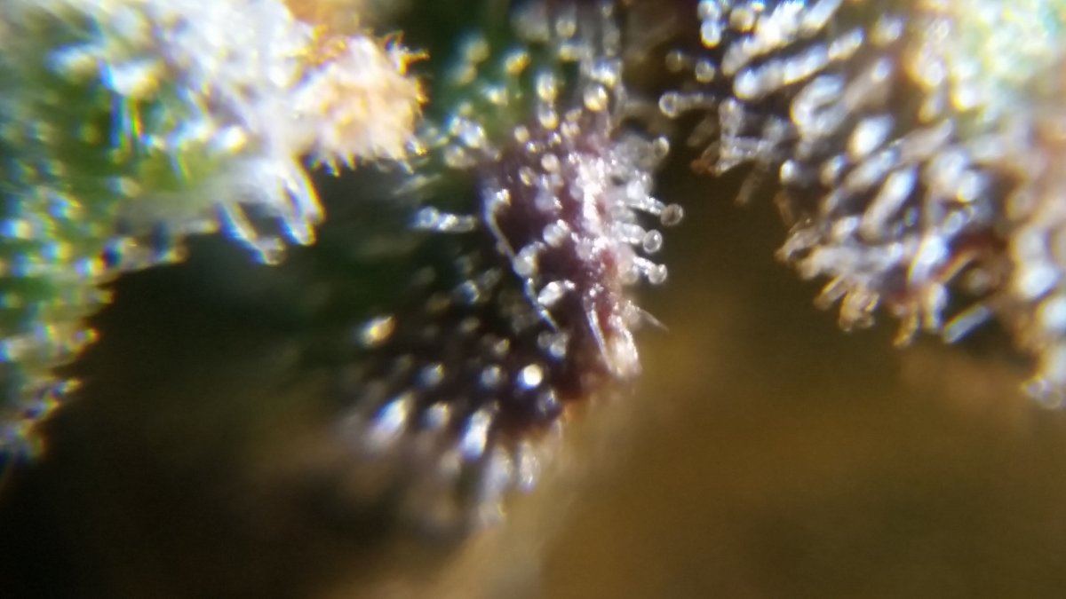 Newbie here with a question about trichomes 11
