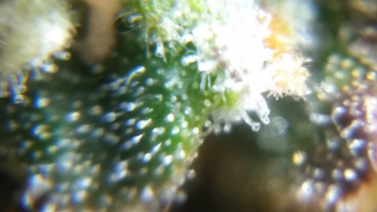 Newbie here with a question about trichomes 12