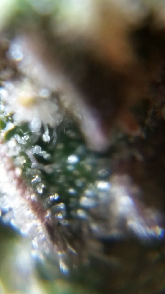 Newbie here with a question about trichomes 13