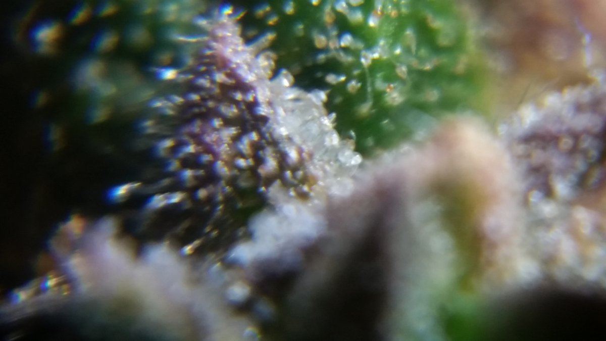 Newbie here with a question about trichomes 14