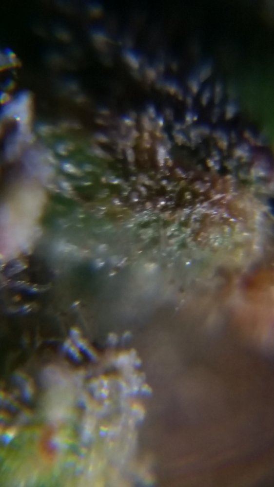 Newbie here with a question about trichomes 15