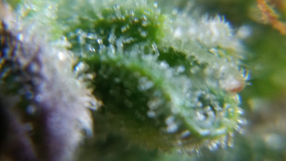 Newbie here with a question about trichomes 16