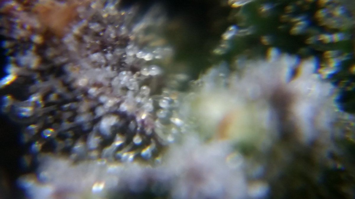 Newbie here with a question about trichomes 17