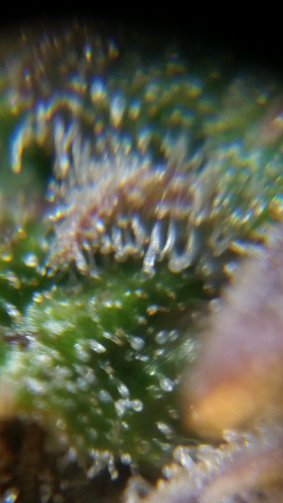 Newbie here with a question about trichomes 18