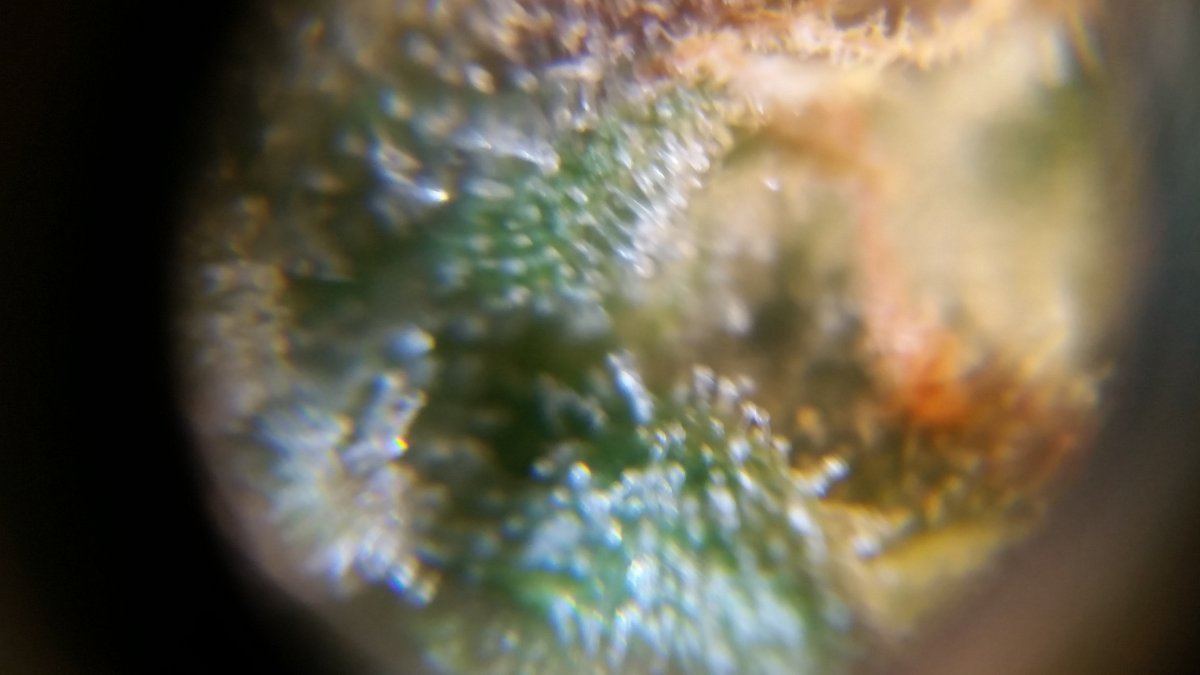 Newbie here with a question about trichomes 19