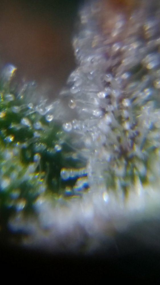 Newbie here with a question about trichomes 2
