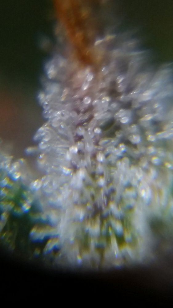 Newbie here with a question about trichomes 3