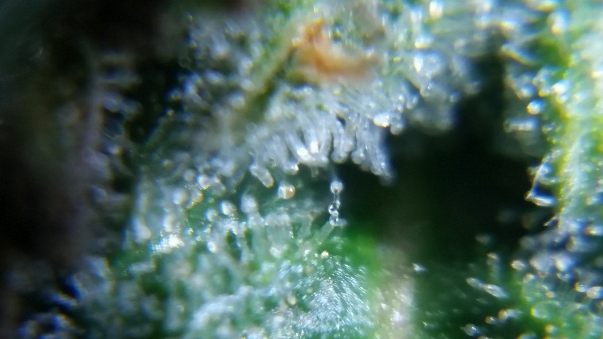 Newbie here with a question about trichomes 4