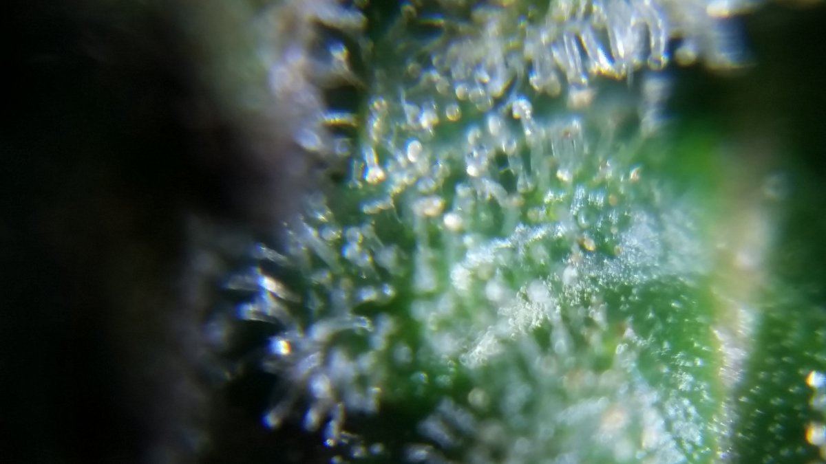 Newbie here with a question about trichomes 5