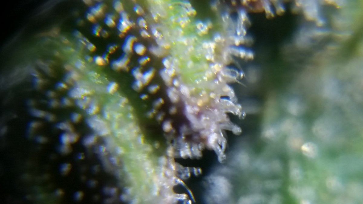 Newbie here with a question about trichomes 6