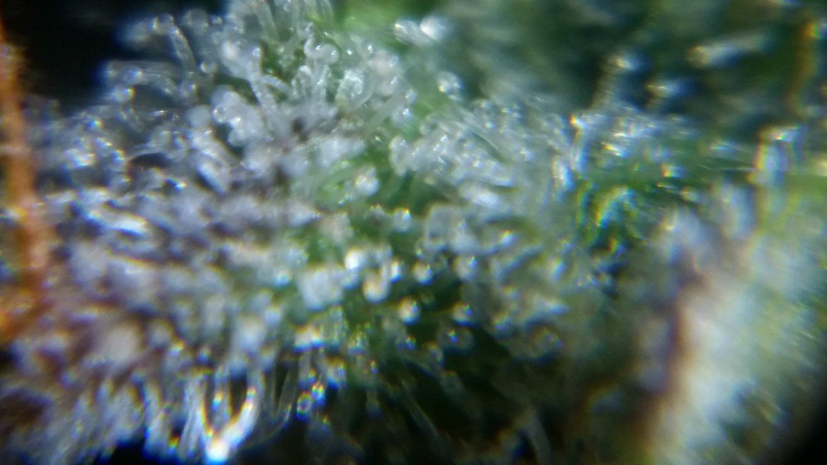 Newbie here with a question about trichomes 7